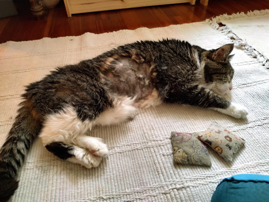 A cat laying stretched out on a cotton throw rug with two square catnip toys in the foreground. Photo by Kaye Boesme.
