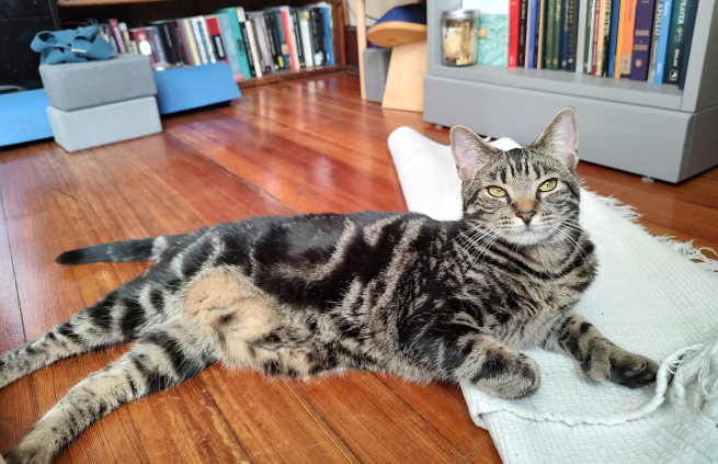A very smol bébé catte in the foreground looking smug. Bookshelves and yoga/meditation tools in the background.