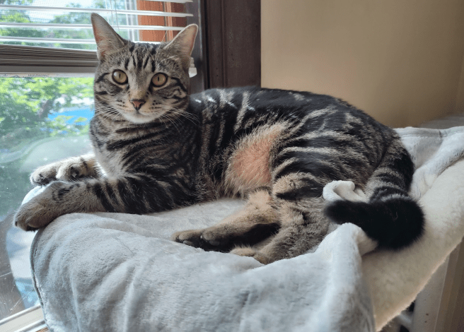 A big amber-eyed floof sitting on a cat tree by a window.