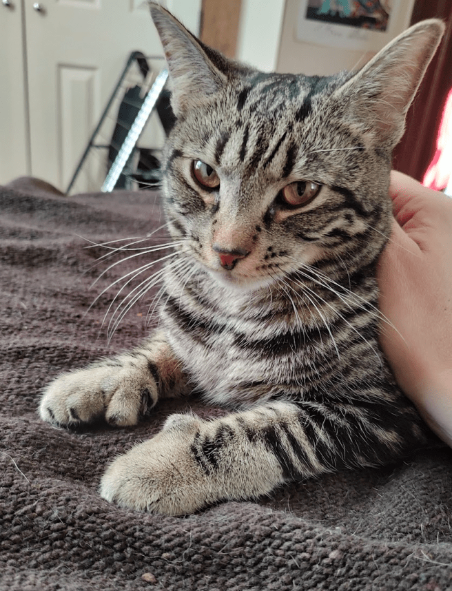 A cat sitting on a bed being a smol lovely bébé.