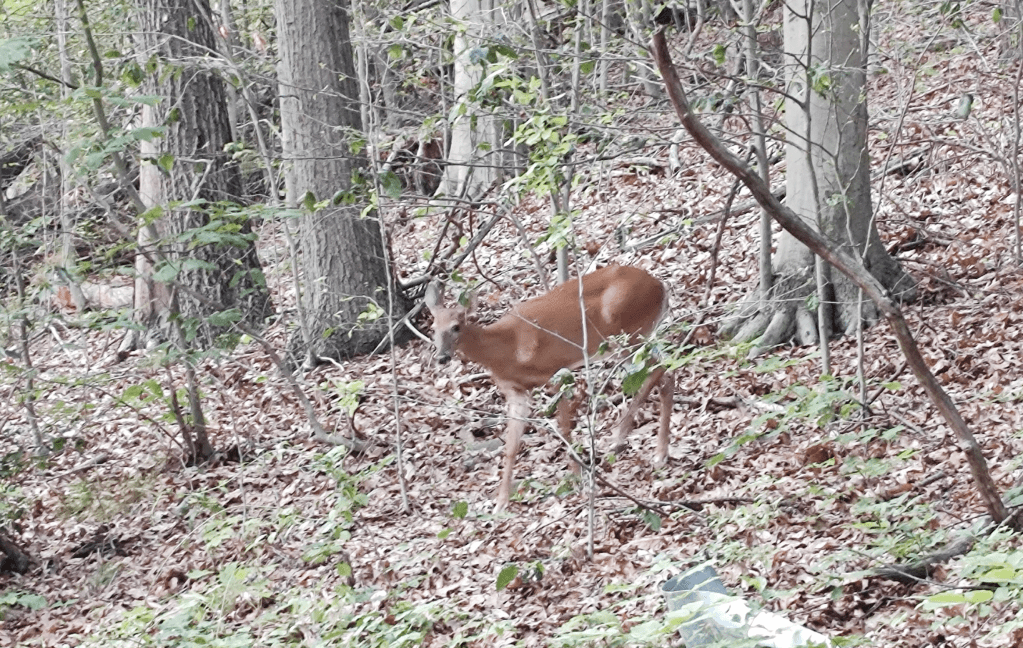 The deer, zoomed in, who is looking towards the camera.