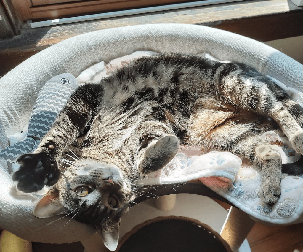 Everly, her paw extended towards the camera.