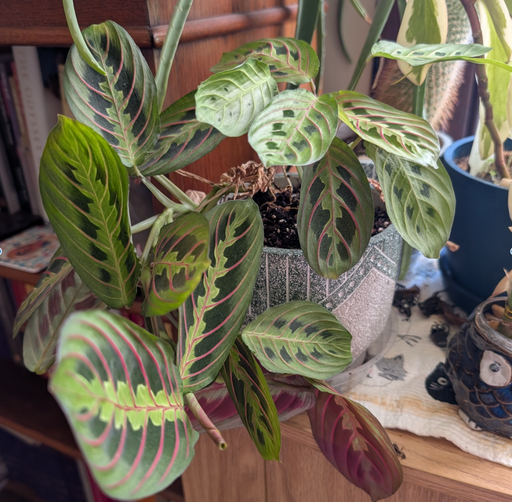 A prayer plant, vibrant and beautiful.