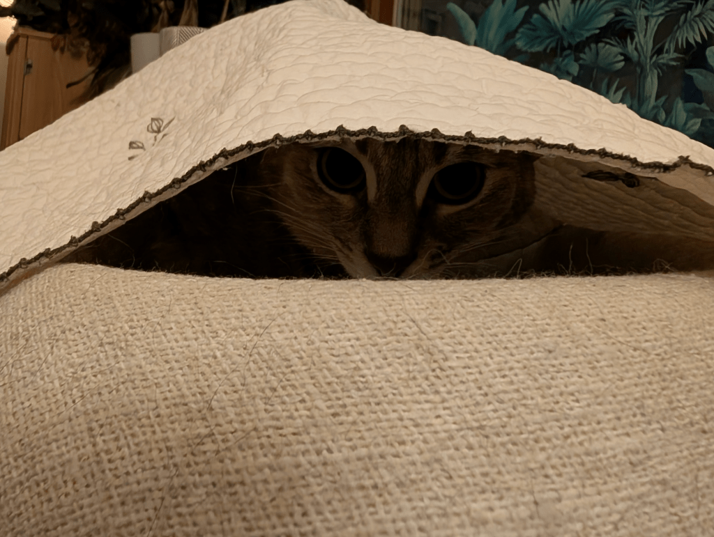 My cat who loves burrowing underneath a blanket on the cat tree, peering out ... this is expressing a core idea in the post.